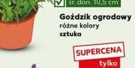 goździk ogrodowy