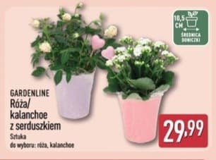 róża/kalanche z serduszkiem