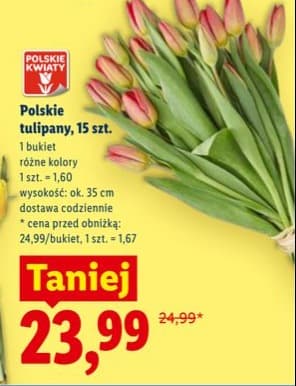 tulipany