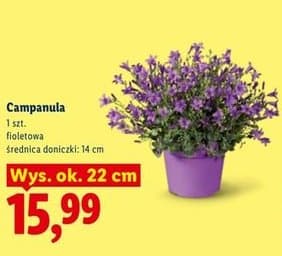 campanula