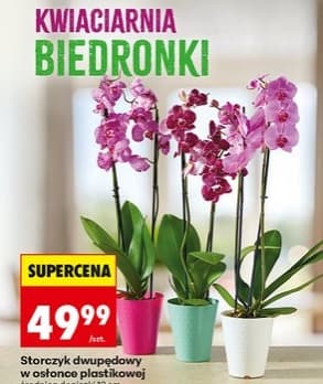 storczyk dwupędowy