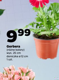 gerbera