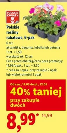 rośliny rabatowe