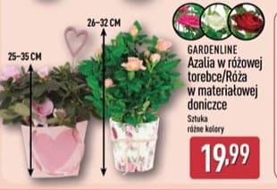 azalia w różowej torebce/róża w materiałowej doniczce
