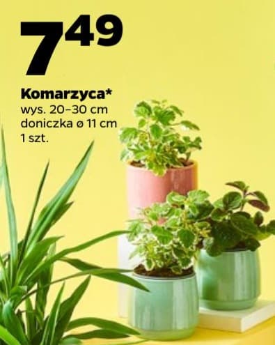komarzyca