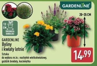 byliny i kwiaty letnie