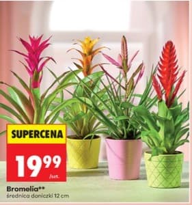 bromelia