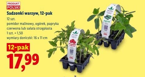 sadzonki warzyw 12-pak