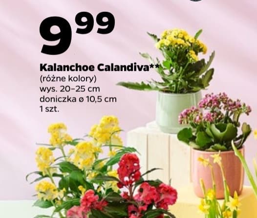 kalanchoe