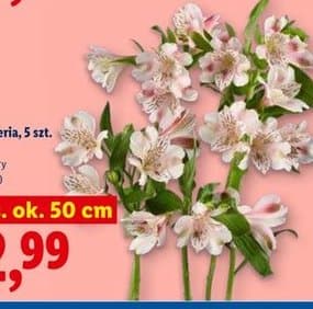 Alstromeria, różne kolory