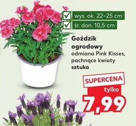 goździk ogrodowy