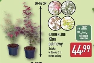 klon palmowy