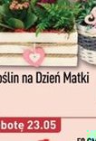 Kompozycja roślinna na Dzień Matki