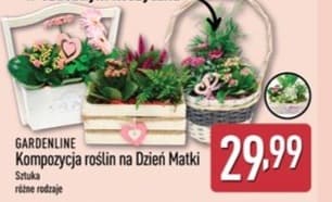 kompozycja roślinna na Dzień Matki