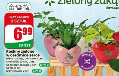 rośliny zielone w ceramice serce