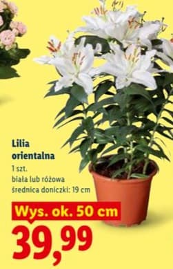lilia orientalna