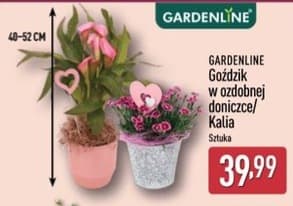 goździk w ozdobnej doniczce/kalia