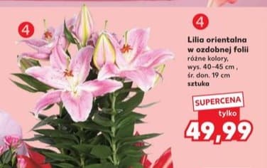 lilia orientalna w ozdobnej folii