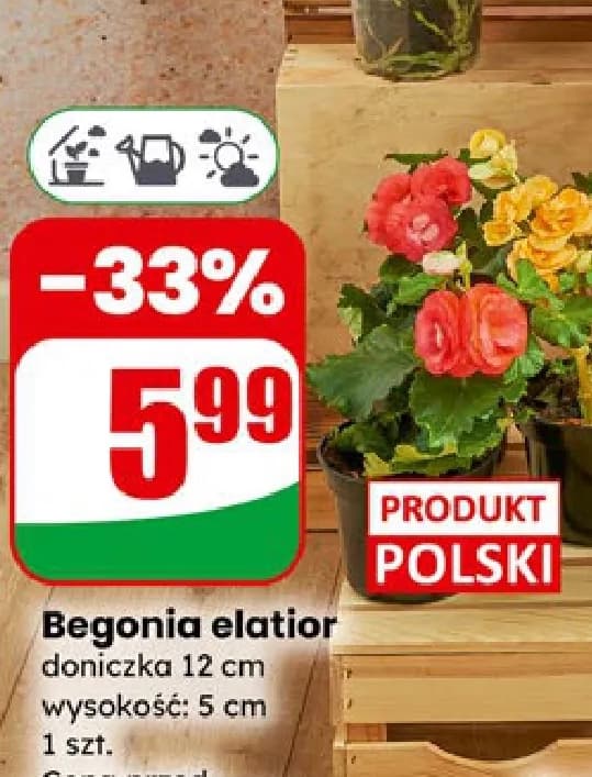 begonia elatior