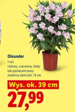 oleander