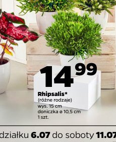 rhipsalis