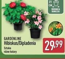 hibiskus/dipladenia