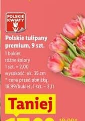 tulipany premium