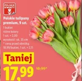 tulipany premium