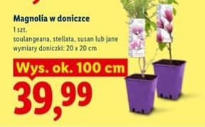 magnolia w doniczce