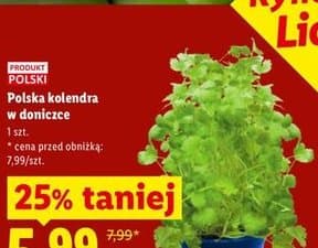 kolendra w doniczce