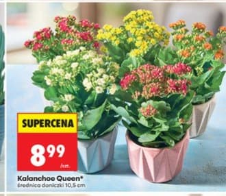 kalanchoe queen