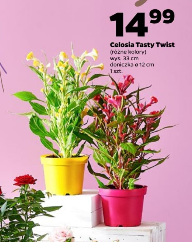 celosia Tasty Twist