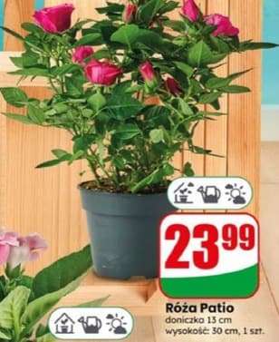 róża patio