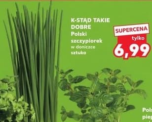szczypiorek polski w doniczce