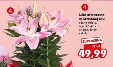 lilia orientalna w ozdobnej folii