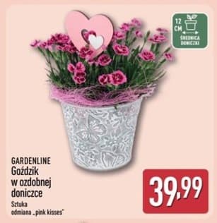 Goździk w ozdobnej doniczce