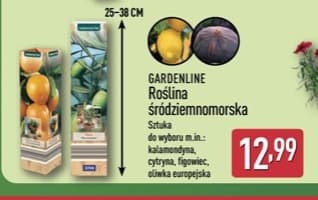 roślina śródziemnomorska