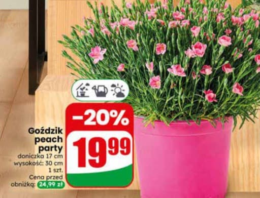 goździk peach party