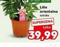 lilia orientalna