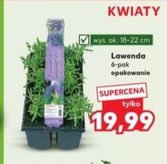 lawenda