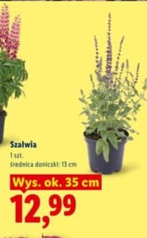 szałwia