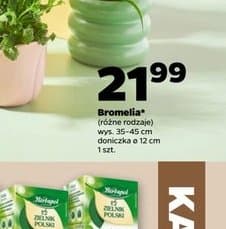 bromelia