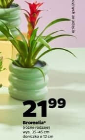 bromelia