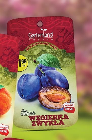 śliwa renkloda ulena