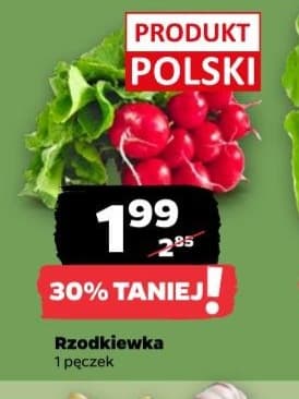 rzodkiewka