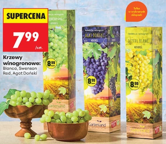 krzewy winogronowe