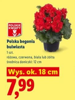 begonia bulwiasta